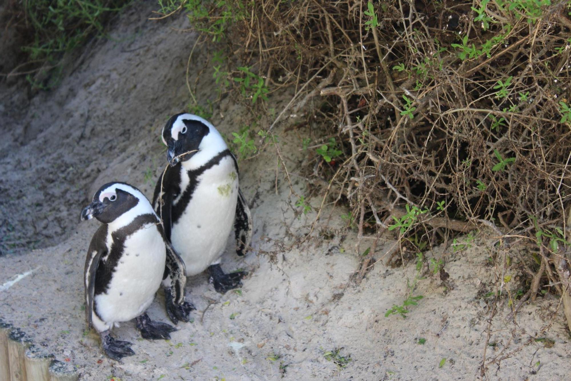 Boulders Beach House Simon's Town Luaran gambar